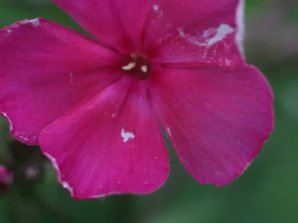 Gros plan de la fleur violette — Photo