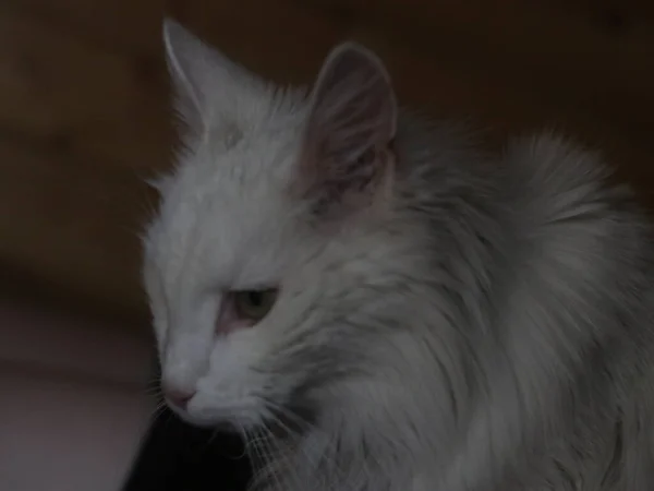 White Angora gato se sienta a los pies de un hombre — Foto de Stock