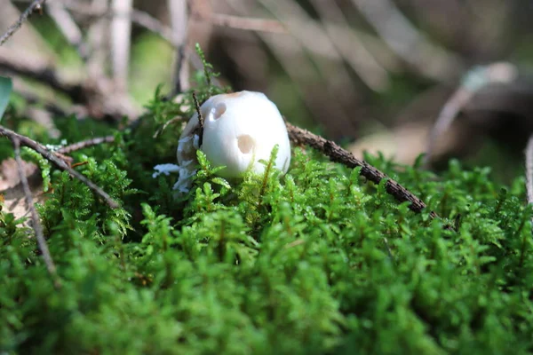 Gros plan d'un champignon dans la forêt — Photo