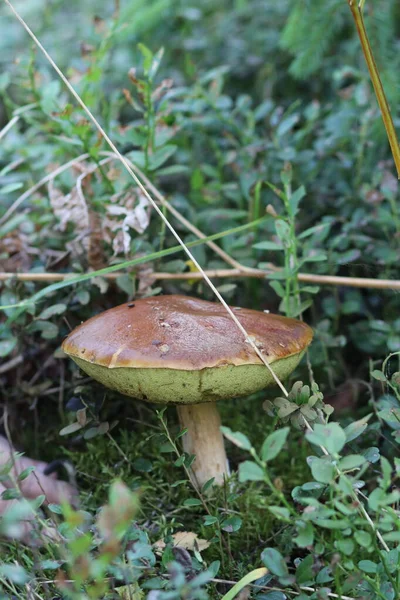 Közelkép egy gombáról az erdőben. — Stock Fotó