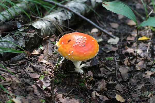 Close-up shot of a mushroom in the forest — Stock Photo, Image