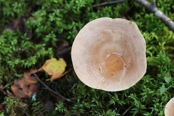 Gros plan d'un champignon dans la forêt — Photo