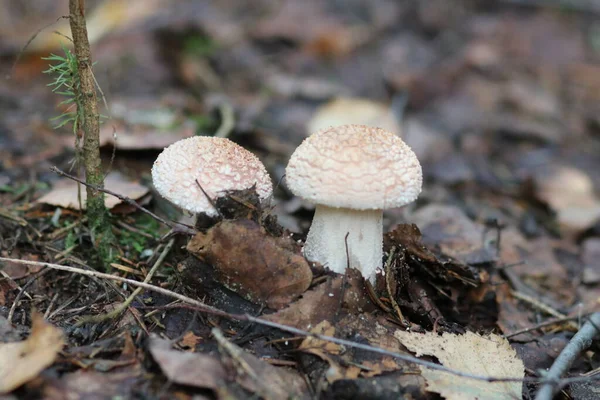 Close-up van een paddenstoel in het bos — Stockfoto