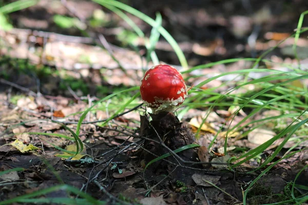Gros plan d'un champignon dans la forêt — Photo