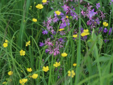 Çiçek bahçesine yakın çekim