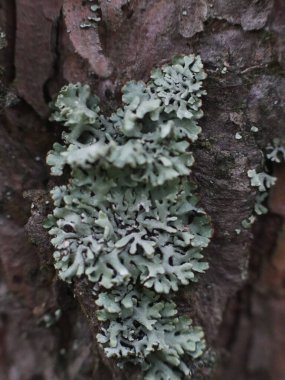 Ağaç gövdesinde güzel yosun