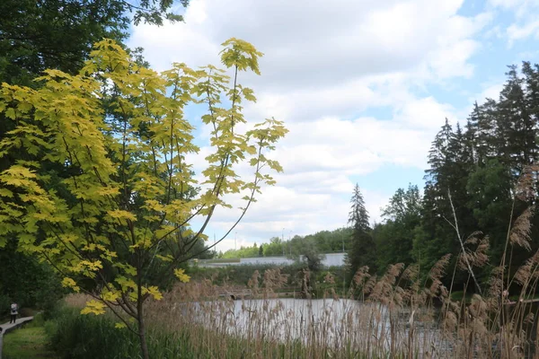 森林和池塘之间的木径 — 图库照片