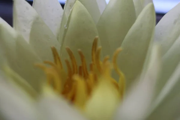 Witte waterlelie in water in een kristallen vaas — Stockfoto