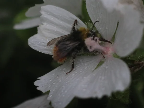 Primer plano de abejorro con flor blanca — Foto de Stock