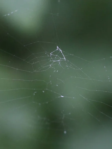 Yeşil ormanın arka planında örümcek ağı — Stok fotoğraf