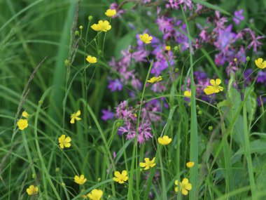 Çiçek bahçesine yakın çekim