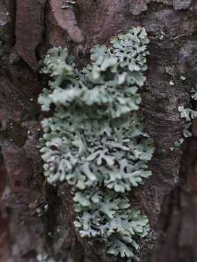 Ağaç gövdesinde güzel yosun