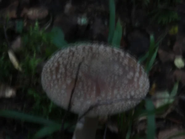 Close-up van een paddenstoel in het bos — Stockfoto