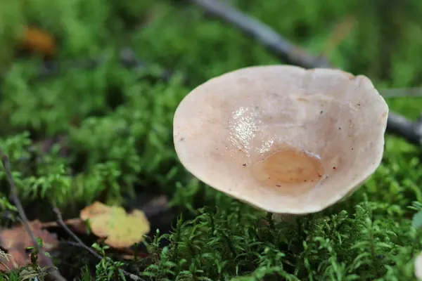 Gros plan d'un champignon dans la forêt — Photo