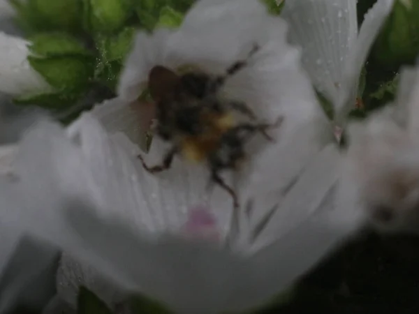 Close-up tiro de abelha com flor branca — Fotografia de Stock