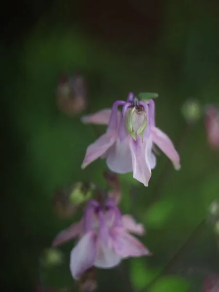 Närbild bild av lila blomma på mörkgrön bakgrund — Stockfoto