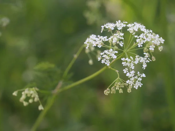 Маленькі білі квіти на темному тлі — стокове фото