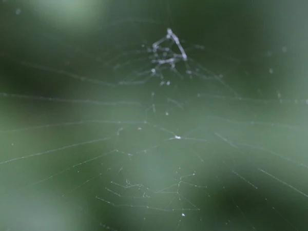 Cobweb sur fond de forêt verte — Photo