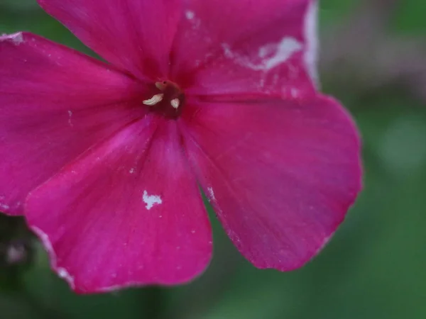 보라색 꽃의 근접 사진 — 스톡 사진