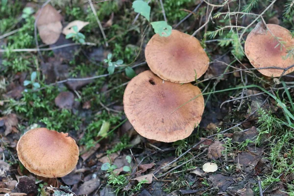 Közelkép egy gombáról az erdőben. — Stock Fotó