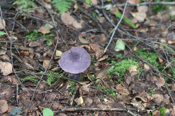 Close-up van een paddenstoel in het bos — Stockfoto