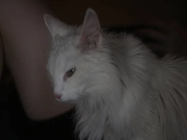 Witte Angora kat zit aan de voeten van een man — Stockfoto
