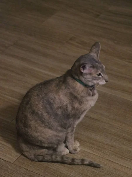 Un gatto seduto su un pavimento di legno — Foto Stock