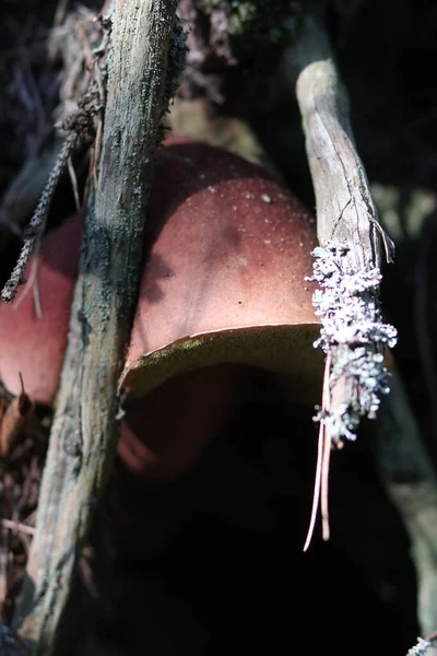 Close-up van een paddenstoel in het bos — Stockfoto