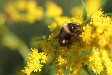 Sarı kabarık bir çiçeğin üzerindeki yaban arısının yakın plan çekimi.
