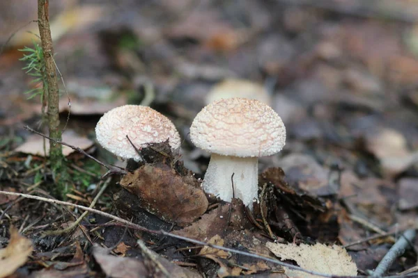 Primer plano de un hongo en el bosque —  Fotos de Stock