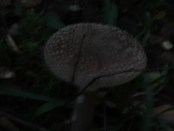 Primer plano de un hongo en el bosque — Foto de Stock