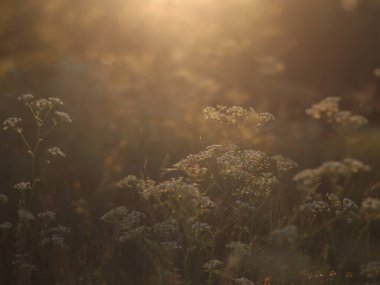 Günbatımında beyaz çiçekler ve bitkiler