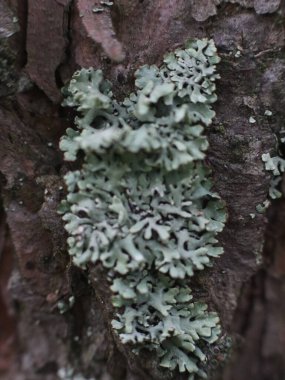 Ağaç gövdesinde güzel yosun
