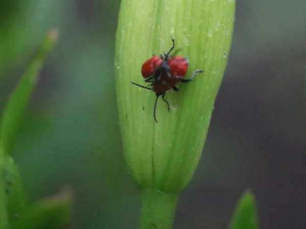 Tué de près deux insectes sur une feuille — Photo