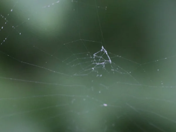 Yeşil ormanın arka planında örümcek ağı — Stok fotoğraf