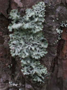 Ağaç gövdesinde güzel yosun