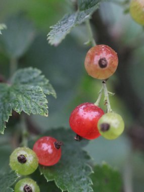 Olgun ve olgunlaşmamış kuşüzümü