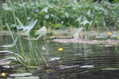 Nehrin kıyısında yetişen bitkiler ve çiçekler