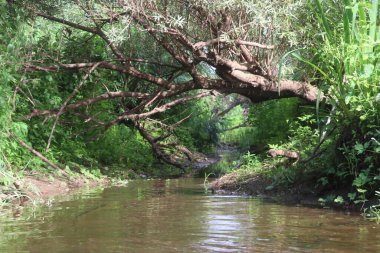 Nehrin kaynağı çimenler ve ağaçlar arasında