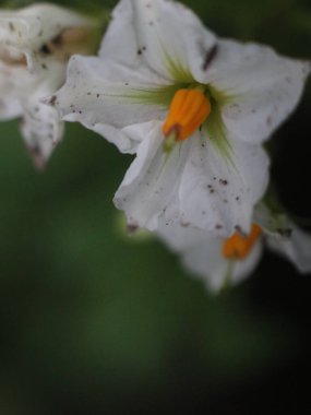 Turuncu merkezli beyaz çiçekleri yakından çek