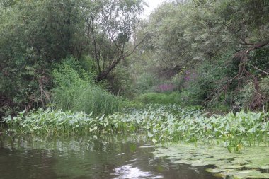 Nehrin kıyısında yetişen bitkiler ve çiçekler