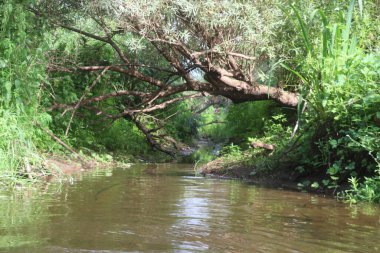 Nehrin kaynağı çimenler ve ağaçlar arasında