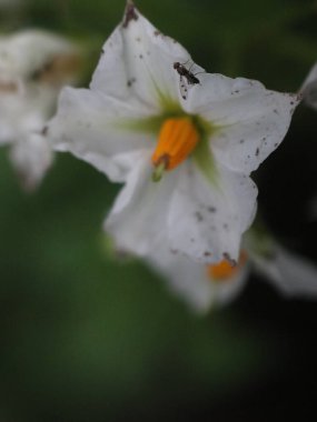 Turuncu merkezli beyaz çiçekleri yakından çek