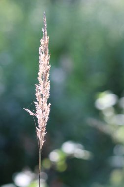 Yeşil çimenlerin üzerinde kurumuş çimen yaprağı