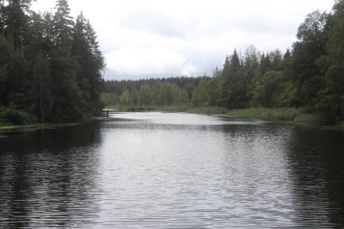 Ağaçların arasındaki gölet manzarası