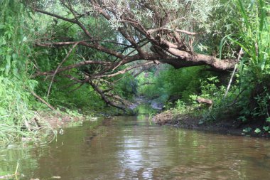 Nehrin kaynağı çimenler ve ağaçlar arasında