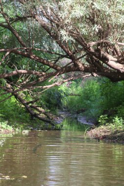 Nehrin kaynağı çimenler ve ağaçlar arasında