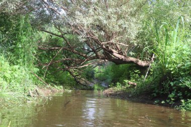 Nehrin kaynağı çimenler ve ağaçlar arasında