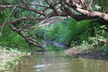 Nehrin kaynağı çimenler ve ağaçlar arasında