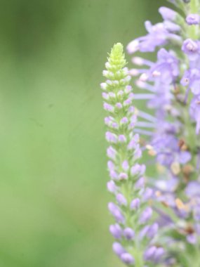Bulanık yeşil arka planda mor lupin.